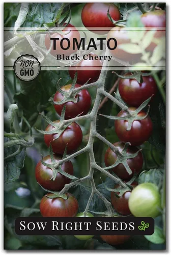 Sow Right Seeds - Semillas de tomate cereza negra para plantar - Paquete de reliquia sin OMG con instrucciones para plantar un huerto casero -
