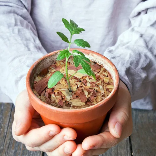 Miniatura 7 de 100 % natural de virutas de cedro Mantillo Ideal para plantas de interior o exterior en macetas Cama para perros (4 cuartos)