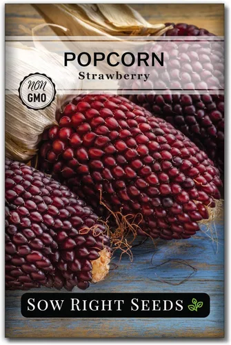 Sow Right Seeds - Semilla de maíz de fresa para plantar - Paquete de reliquia sin OMG con instrucciones para plantar un huerto casero - Cultiva tus