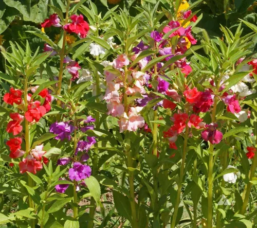 Miniatura 2 de Semillas Balsam Camellia Flowered Mix - Impatiens balsamina - Flores anuales para plantar - Sin OGM
