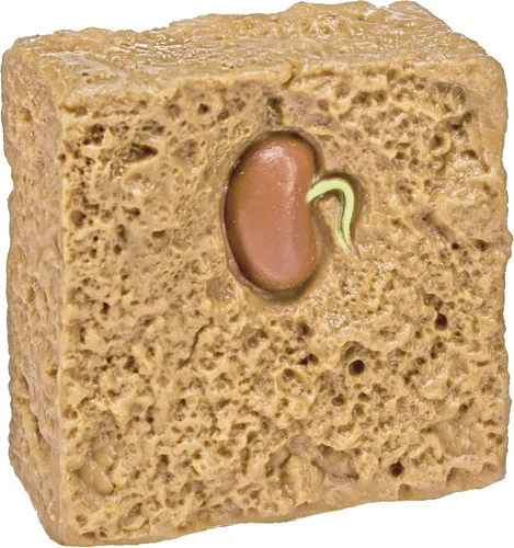 Miniatura 3 de Safari Ltd Ciclo de Vida de una planta de frijoles verde