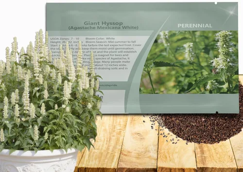 Outsidepride Semillas de hisopo gigante blanco para plantar, 5000 piezas de semillas de jardín de hierbas perennes con flores fragantes atractivas