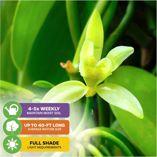 Miniatura 4 de Orquídea de Vainilla de Frijol en Vivo - Vanilla planifolia por Wellspring Gardens - Frijoles de Vainilla Fragantes, Enredadera Versátil, Elegancia