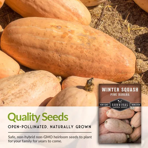 Miniatura 7 de Semillas de calabaza de invierno de plátano rosa para plantar – Semillas de vegetales tradicionales sin OGM – Extra grande, alto rendimiento, fácil