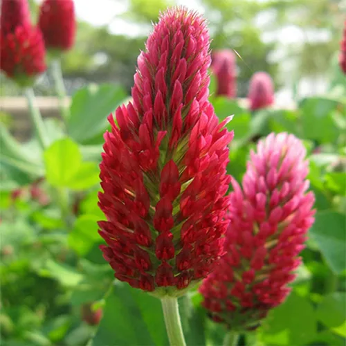 Miniatura 4 de Todd's Seeds Semillas de trébol carmesí germinado, reliquia, sin OMG, sin químicos, alta germinación (una libra)