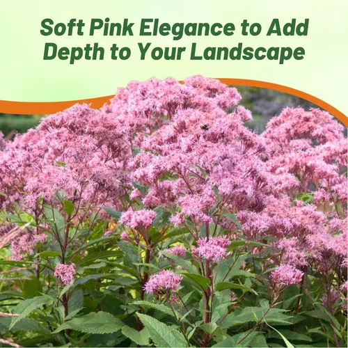 Miniatura 5 de Outsidepride Joe Pyeweed Eupatorium Seeds - 5000 semillas de flores perennes fáciles de cultivar, no invasivas para plantar para jardines