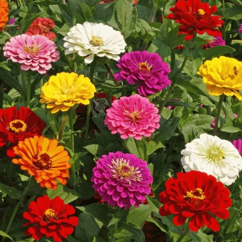 Miniatura 2 de Equisite Zinnia - Más de 100 semillas de colores brillantes y nítidos