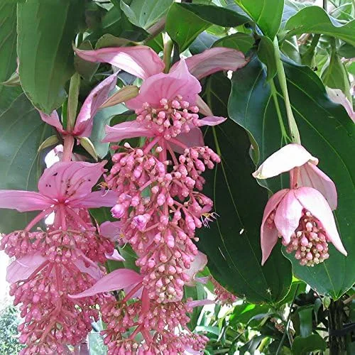 Miniatura 2 de Nuevas semillas frescas de plantas de medinilla rosa 50pcs Generic