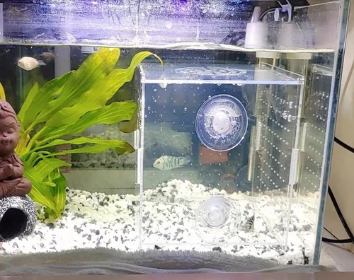 Miniatura 6 de AWXZOM Caja de cría de peces acrílico, caja de aislamiento de peces acrílico, separador de peces para acuario, incubadora de vivero con ventosas