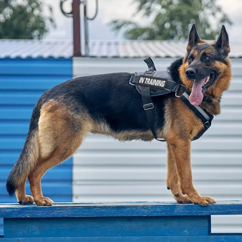 Miniatura 6 de Paquete de 25 parches tácticos para perros de servicio, parches de arnés para bordar, no mascotas, parches en entrenamiento de bandera