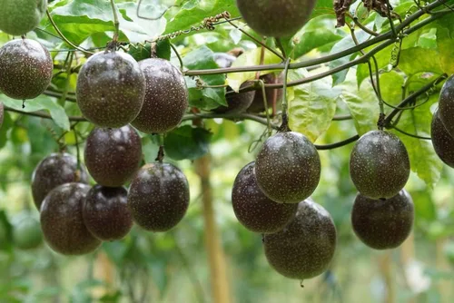 Miniatura 22 de Semillas de frutas para plantar - Semillas de frutas de jardín (caqui americano - 10 semillas)