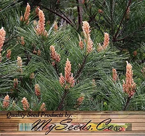 Miniatura 7 de Semillas para árbol de pino sin transgénicos de MySeeds.Co