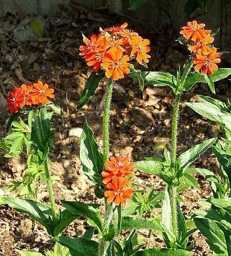 Miniatura 3 de 300 semillas de flor de calcedonica Lychnis Cruz de Jerusalén