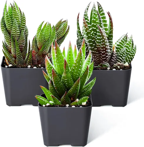 Sprout N Green Haworthia Collection, 3 plantas suculentas vivas totalmente enraizadas en maceta de inicio de 2 pulgadas, decoración de boda en