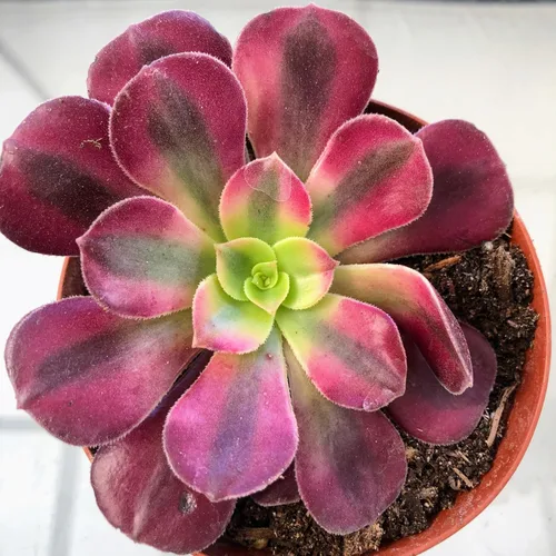 Miniatura 12 de Blissful 5 Rosetas de Aeonium de 2 a 6 pulgadas, raras 5 variedades únicas. Fácil de cultivar, tolerante a la sequía y perfecto para regalos
