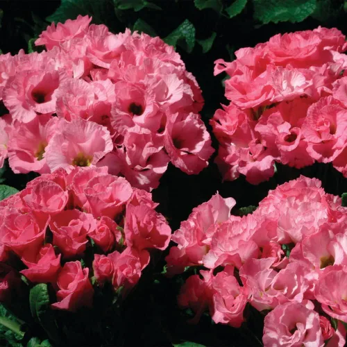 Miniatura 7 de Outsidepride 10 semillas anuales Primula común Primrose Primlet Pink Shades Semillas de flores para plantar