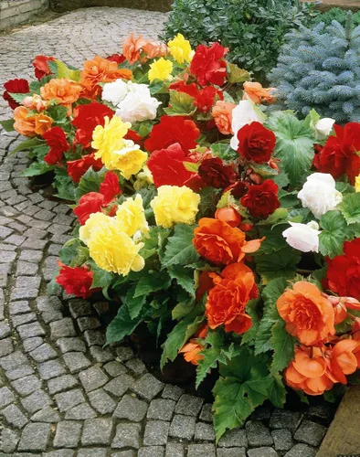 Bolsa de bulbos mixtos de begonia doble, 5 bombillas por paquete, resistente a los ciervos, crece bien en contenedores, jardín de flores vivas