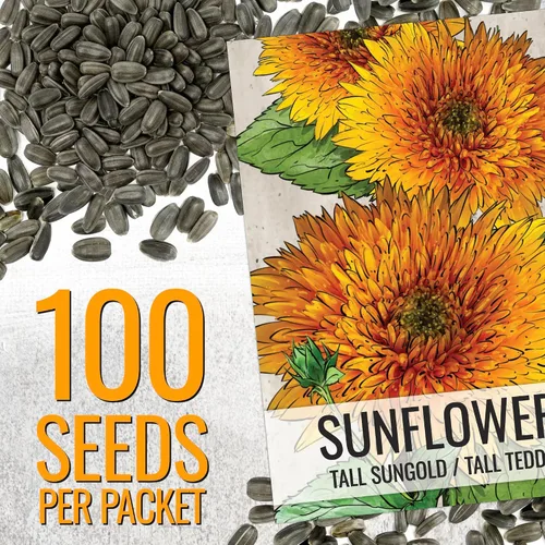 Miniatura 3 de Seed Needs, Tall Teddy - Semillas de girasol – 100 semillas de reliquia para plantar Helianthus annuus – Flores de doble pétalo, atrae polinizadores