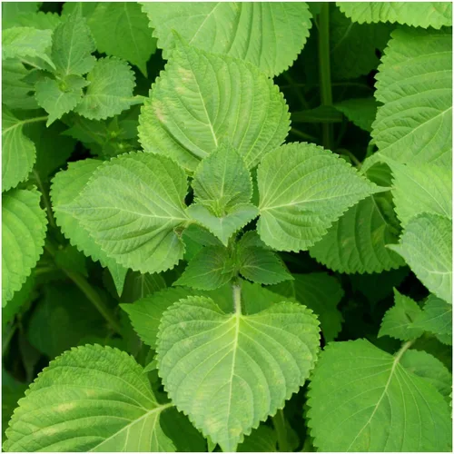Miniatura 3 de 100 semillas de perilla verde SHISO – Planta BEEFSTEAK hierba