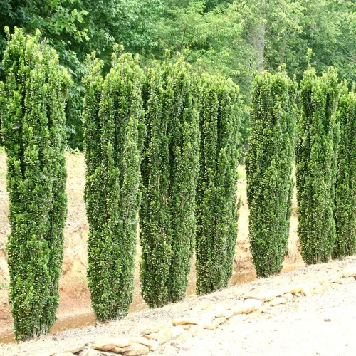 Miniatura 3 de Sky Pencil - Acebo japonés - 3 plantas vivas - Ilex Crenata - Verde perenne formal de bajo mantenimiento