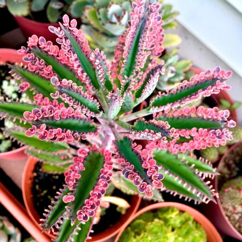 Miniatura 6 de Planta de Kalanchoe viva, planta viva de Madre de miles en maceta de 2 pulgadas, planta suculenta rara de interior (Kalanchoe de chocolate)