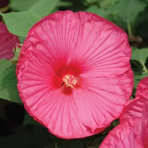 Miniatura 4 de Plantas de hibisco, planta viva de hibisco, plantas de hibisco resistentes vivas, de 8 a 12 pulgadas de alto, planta de flores perennes, desnudo