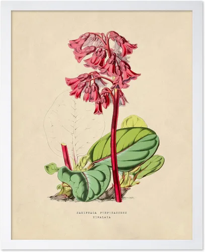 Miniatura 18 de Poster Master Póster Vintage de Plantas Cultivadas - Impresión Botánica Retro - Arte de Flores - Arte de Plantas - Regalo para Hombres y Mujeres
