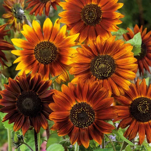 Miniatura 41 de Eden Brothers Semillas de girasol - Autumn Beauty