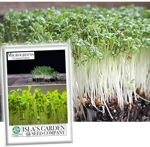 Semillas de microgreens de berro rizado para plantar, más de 500 semillas de reliquia por paquete, semillas sin OMG, (semillas de jardín de Isla),