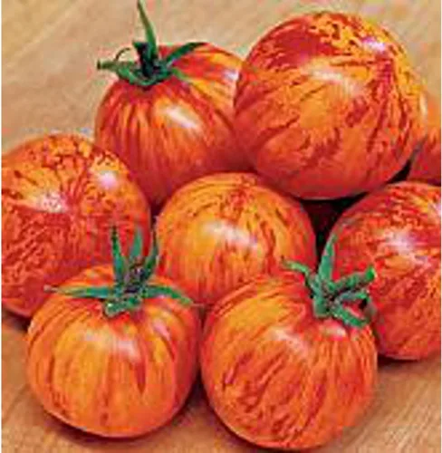Semillas de tomate Red Zebra (más de 20 semillas) | Sin OGM | Semillas de flores de hierbas y frutas vegetales para plantar | Paquete de invernadero