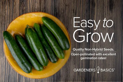 Miniatura 3 de Gardeners Basics, Marketmore 76 - Semillas de pepino para plantar - Cucumis sativus Heirloom, variedad de vegetales sin OMG, semillas de 0.04 oz
