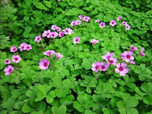 Miniatura 4 de Bulbos de trébol verde, 15 bulbos Oxalis de la suerte para plantar, fáciles de cultivar en interiores fuera de la elección del jardinero novato