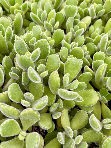 Miniatura 3 de Fat Plants San Diego Plantas suculentas totalmente enraizadas en macetas de 4 pulgadas con tierra, suculentas reales en maceta/decoración única