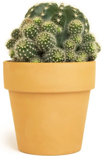 Miniatura 3 de Plantas de cactus viven en maceta de arcilla, cactus vivo en maceta en tierra de cactus, mini cactus vivos, plantas suculentas vivas, cactus vivos