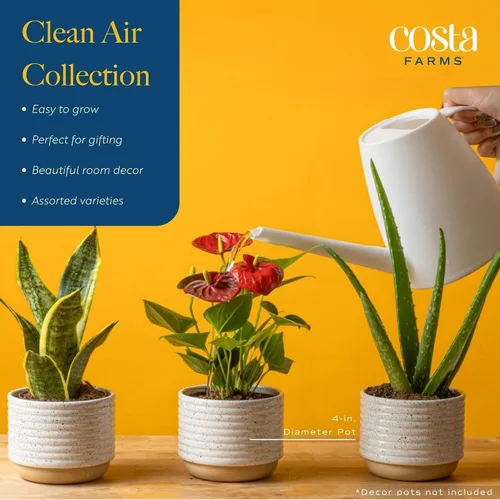 Miniatura 4 de Costa Farms Plantas vivas de interior (paquete de 2), seleccionadas a mano, fáciles de mantener, plantas de interior surtidas en macetas, mezcla