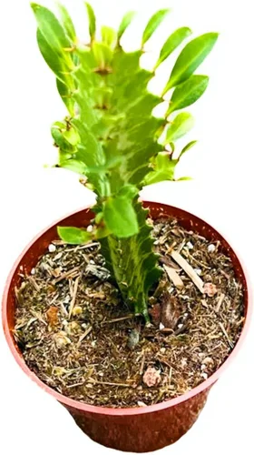 Miniatura 4 de Plantas suculentas de cactus vivos de USKC (maceta de 2 pulgadas Echeveria Blue Bird)