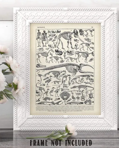 Miniatura 8 de Ilustración de esqueletos de animales de 11 x 14 pulgadas, impresión artística sin marco, arte de pared de biología vintage, póster educativo