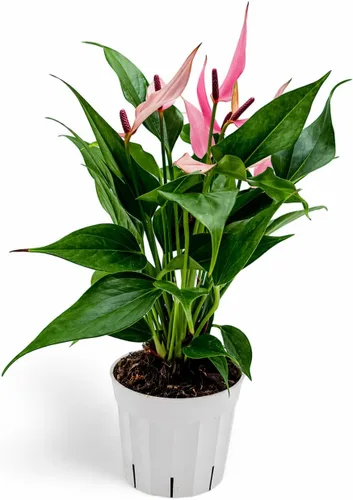Miniatura 24 de Agloanema Garnet House Plant, Chinese Evergreen Live Plant for Indoor Spaces, Colorful Aglaonema Live Plant, Feng Shui Plants Live Houseplants for