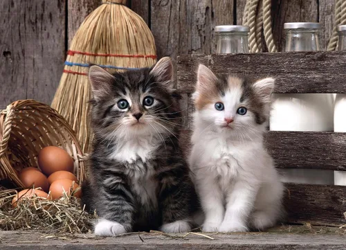 Miniatura 3 de Clementoni "Cute Kittens Puzzle (1000 piezas)