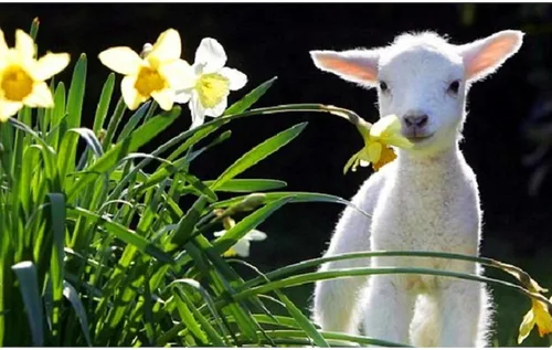 Miniatura 3 de CafePress EASTER LAMB AND FLOWERS - Taza de café de cerámica de 11 oz (11.0 fl oz)