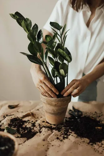 Miniatura 3 de Eleva tus plantas ZZ con la mezcla orgánica de tierra de Gardenera - Cultiva más saludable y más elegancia - 1 cuarto de galón