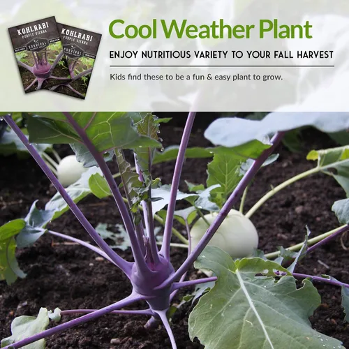 Miniatura 6 de Survival Garden Seeds - Semilla de colinabo púrpura de Viena para plantar - Paquete con instrucciones para plantar y cultivar verduras crucíferas