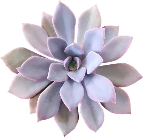 Miniatura 10 de Adenium Obesum - Rosa del desierto de 4 pulgadas, suculenta saludable, rara e inusual, viva de fácil cuidado, planta interior de casa, totalmente