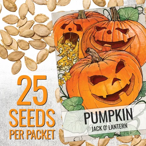 Miniatura 3 de Seed Needs, Jack O' Lantern - Semillas de calabaza – 25 semillas tradicionales para plantar Cucurbita Pepo – Sin OMG y sin tratar, ideal para tallar