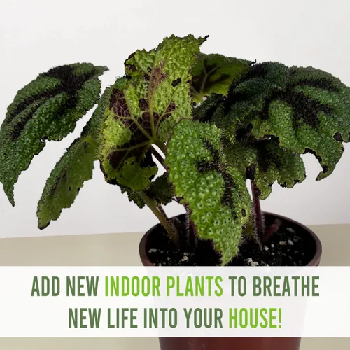 Miniatura 5 de LEAL PLANTS ECUADOR Begonia Cruz de Hierro, paquete de 2 unidades, Begonia de hojas pintadas para decoración, impresionante planta de follaje
