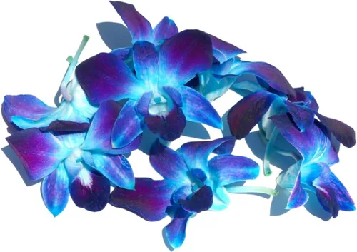 Miniatura 6 de Miami Fresh Orchid Flower OrchidClub USA Sunne Tropical Loose Bloom Head DIY Lei Food Drink Decoración AZUL (100 AZUL REAL)