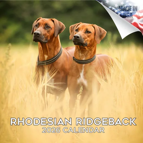 Miniatura 35 de Calendario 2025 2026 de cachorros Cocker Spaniel - Calendario mensual de pared de raza de perro - 12" x 24" abierto - Papel grueso sin sangrado