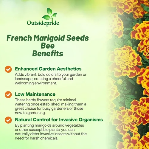 Miniatura 3 de Outsidepride Tagetes Patula Durango Bee French Marigold Garden Flower Seed - 250 Semillas Abeja francesa