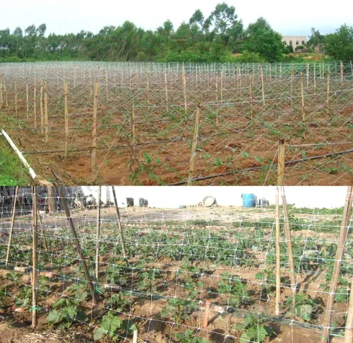 Miniatura 5 de Red de enrejado blanco de 4 x 100 pies, red de polipropileno resistente para plantas de trepado, verduras, frutas, flores