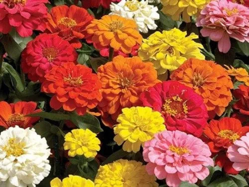 Semillas de flores de zinnia gigantes de California, 25 unidades de la marca "COOL BEANS N SPROUTS". Sin OMG. Jardinería Homer.